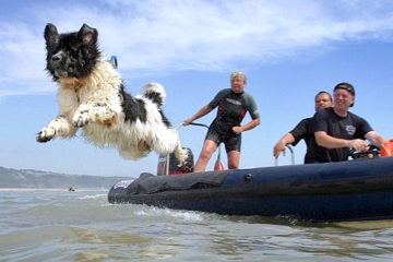 Newfoundland-Dog-Dive-in-action-360x240.