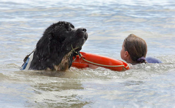 Take the plunge and be rescued by a Newfoundland dog to raise funds for