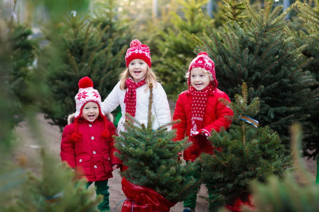 How to recycle your family's real Christmas tree across the BANES