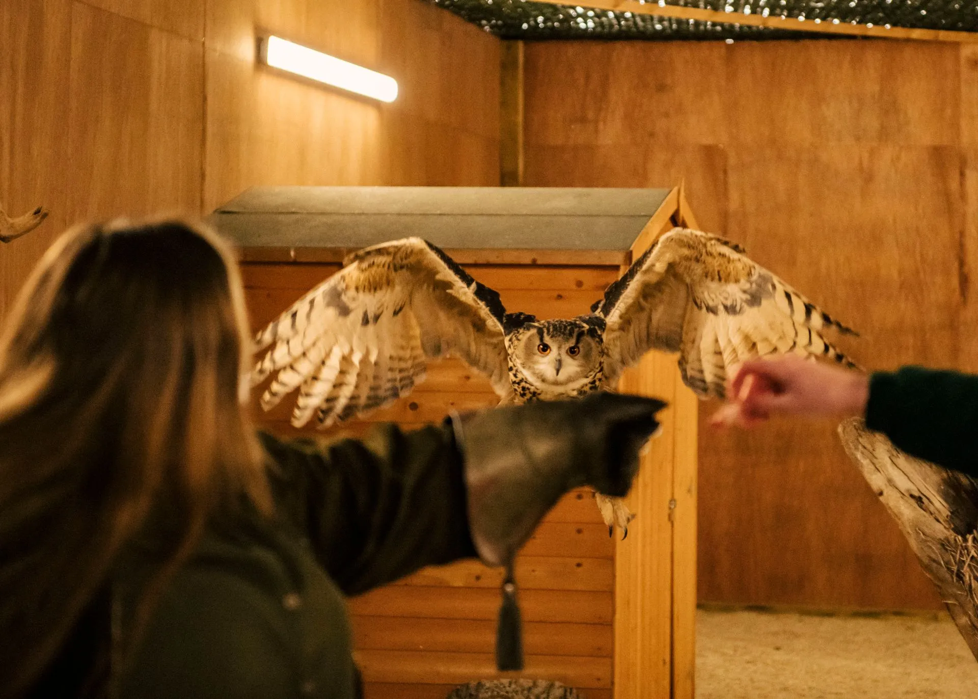 Christmas Owl Evenings at West of England Falconry - The Bath and ...