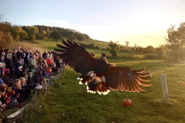 Bird of Prey Project