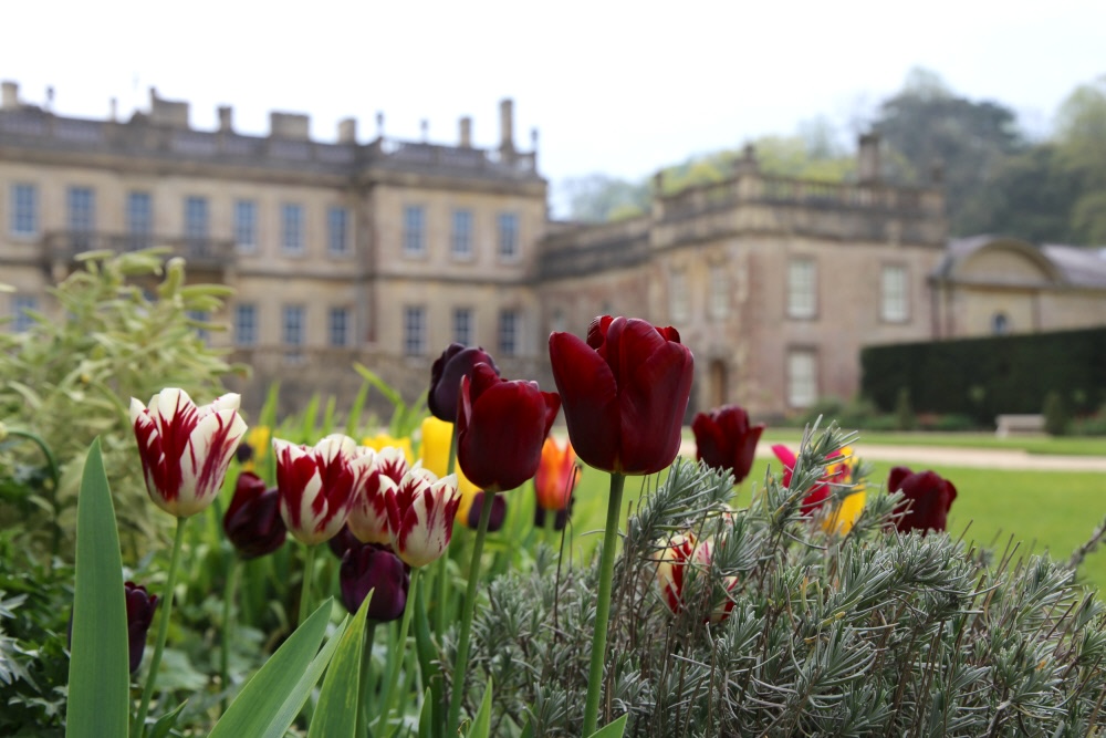 Tulips in the west garden at Dyrham Park, Gloucestershire