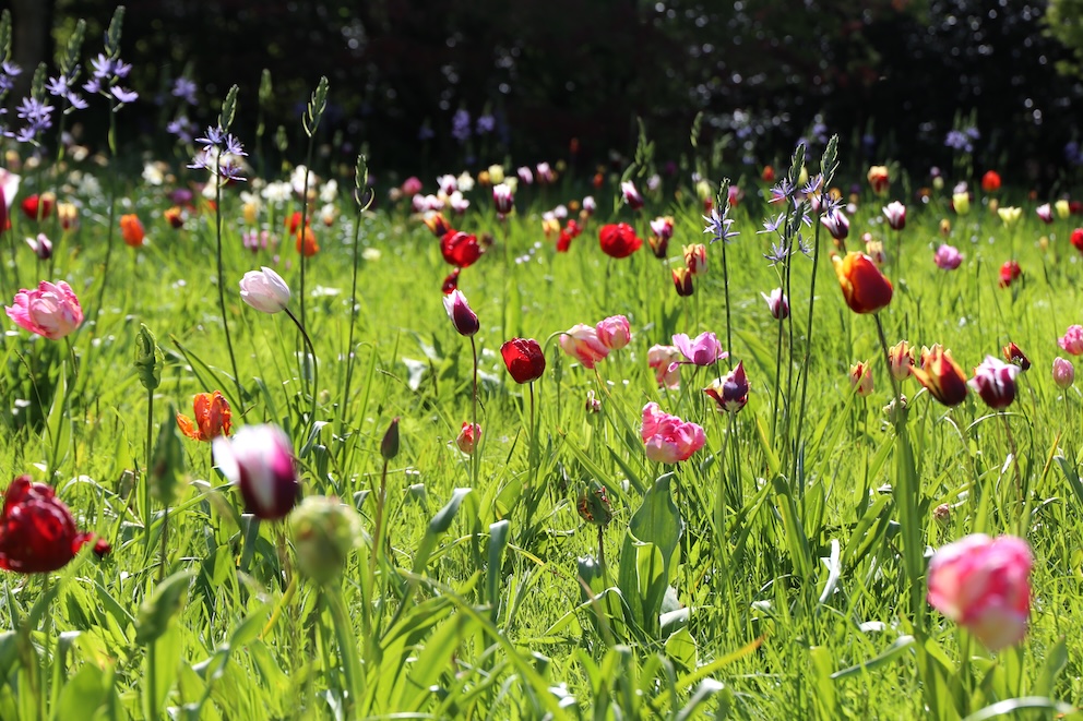 TulipsInOrchard DyrhamPark NationalTrust RachelBeaumont