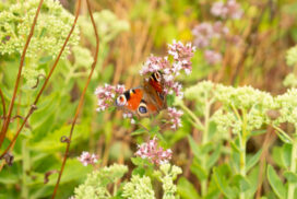 Peacock butterfly