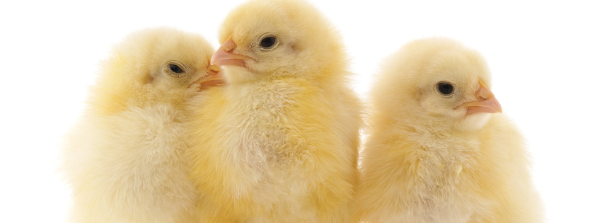 Chick in a Box at The Pound