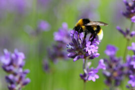 Bee on lavender at Avebury Manor, Wiltshire
