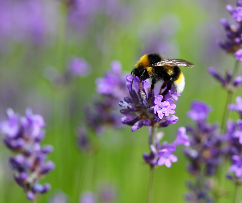 Bee on lavender at Avebury Manor, Wiltshire