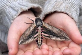 Moth & Butterfly Day image