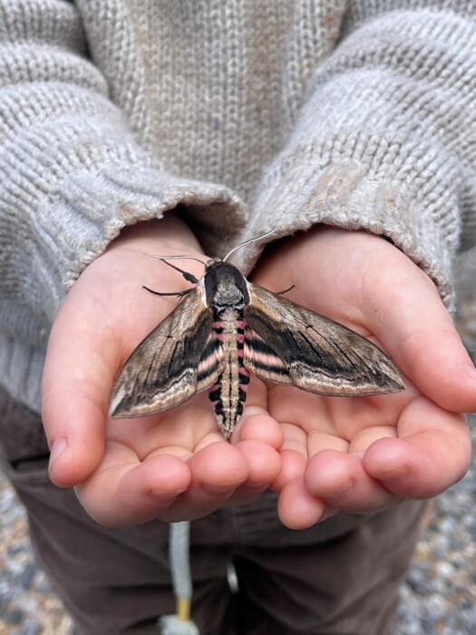 Moth & Butterfly Day image